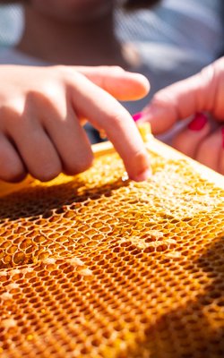 Kinderhand zeigt auf Honigwabe mit Biene im Sonnenlicht
