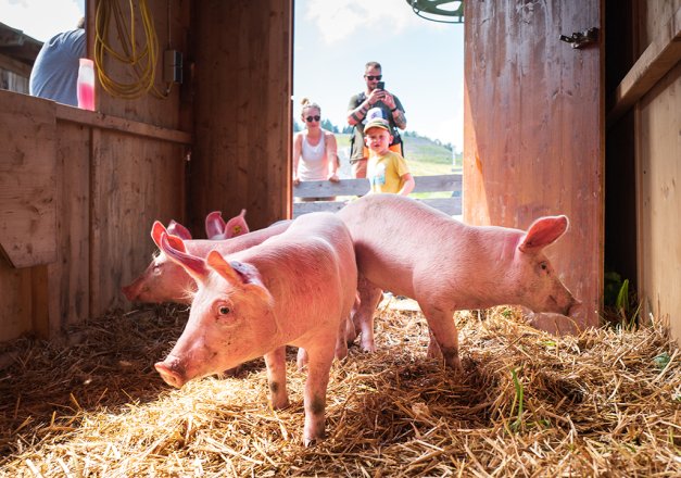 Kinder schauen in einen Stall mit neugierigen rosa Ferkeln auf Stroh