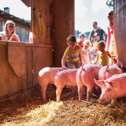 Kinder streicheln rosa Ferkel im Stall auf einer dicken Strohschicht