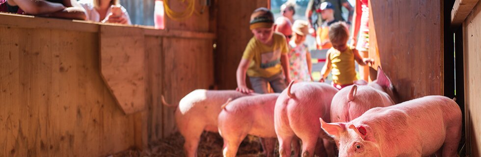 Kinder streicheln Schweine beim Schweinewaschen