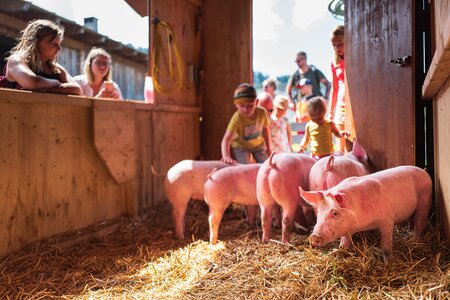 Kinder beim Schweinewaschen