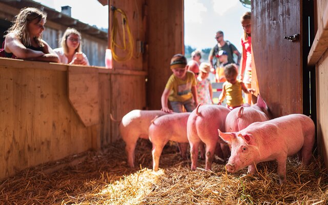 Kinder steicheln die Schweine beim Schweinewaschen