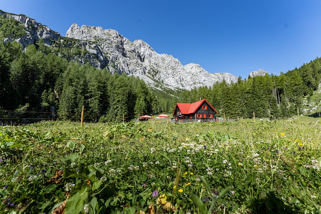 Flower meadow in front of red alpine hut and cliffs