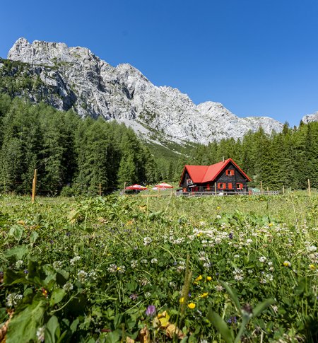 Flower meadow in front of red alpine hut and cliffs